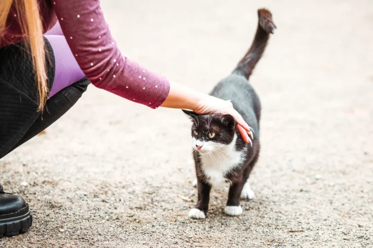 Une femme qui caresse un chat